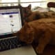 The feline computer crew reports for duty.