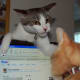 Cats are 75% darling, 25% high school mean girl.