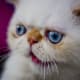 All this time you've been stealing the poop from my litter box? I just don't get it.
