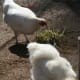 With not a blade of grass left in the lengthy chicken run, we now provide them with food - including clumps of grass. Our hens love to free range and eat fresh greens - which is why our spring gardens are not safe. lol.