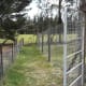 To the left is the fence of a vegetable garden freshly weeded by pig-power, waiting for spring planting. To the right is the new chicken run. The door to the chicken run is an old bed base from a camp bed.
