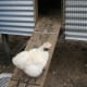 The stairs were fun for a while, but now that some of the hens are clucky and sitting on eggs we have replaced them with a ramp for easier entry and exit for baby chickens.