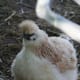 Another friendly fluff-ball chicken!