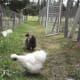Two of my Silkies. One white hen with a rooster. They won't be kept in the new chicken run because they cause no damage to our gardens and we simply lock them up in their own little house at night.