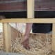 My husband demonstrates the convenience of being able to collect eggs from the laying boxes without having to bend down. :)