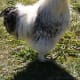 Silkie rooster.