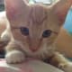 10-reasons-why-you-shouldnt-adopt-a-kitten