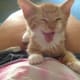 10-reasons-why-you-shouldnt-adopt-a-kitten