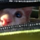 10-reasons-why-you-shouldnt-adopt-a-kitten