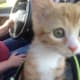 10-reasons-why-you-shouldnt-adopt-a-kitten