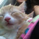10-reasons-why-you-shouldnt-adopt-a-kitten