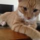 10-reasons-why-you-shouldnt-adopt-a-kitten