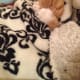 10-reasons-why-you-shouldnt-adopt-a-kitten
