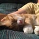 10-reasons-why-you-shouldnt-adopt-a-kitten