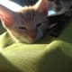 10-reasons-why-you-shouldnt-adopt-a-kitten