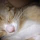 10-reasons-why-you-shouldnt-adopt-a-kitten