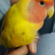 My lovebird Mumu is sleepy.