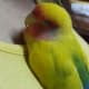 Mumu is sleeping.