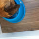 Most Dogs Love the Oil