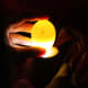 An egg 4 days into incubation reveals a tiny, spider-like embryo when candled.