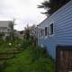 The other side of the coop, where our community gardens are planted. We give them free range time to pick the insect pests out.