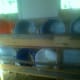 Nesting/Brooding buckets filled with hay