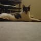 My cat chilling on his cardboard.