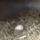 raising-chickens-the-pet-that-pays-for-itself