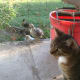 They even get on with other pets