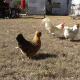 Chickens enjoying the yard.