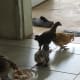 Who are you calling chicken?