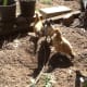 Chickens in the yard.