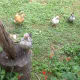 The humble chicken makes a lovely pet.