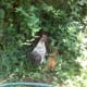Chickens hiding in the bushes.