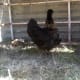 raising-chickens-the-pet-that-pays-for-itself