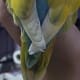 Notice Mumu's tail which looks has new tiny leaf-like formations. I have noticed these changes in him recently.