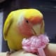 My lovebird Mumu playing with a hair tie.