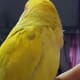 Notice Mumu's wing which has a spot of olive. This has been a color change in his feathers due to molting as compared to the first picture.