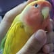Check out Mumu's wing which looks shrunken and wrinkly. This a sure sign that your pet is molting.