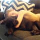 are-you-a-true-dog-person