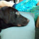 are-you-a-true-dog-person
