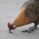 Chickens who are bored or who suffer from poor diet are more likely to resort to egg-eating behaviors.