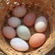 Adequate nutrition, ample enrichment objects, and a healthy mind are crucial to prevent egg-eating habits.