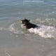 Titan loved the beach.