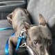 why-pitbulls-are-the-worst-dogs-to-have