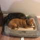 why-pitbulls-are-the-worst-dogs-to-have