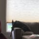 why-pitbulls-are-the-worst-dogs-to-have