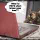 Whoa! So THAT'S where kittens come from?!?