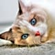 I've seen and heard enough for all my nine lives.