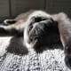 There's nothing like a good stretch in the sun between naps.